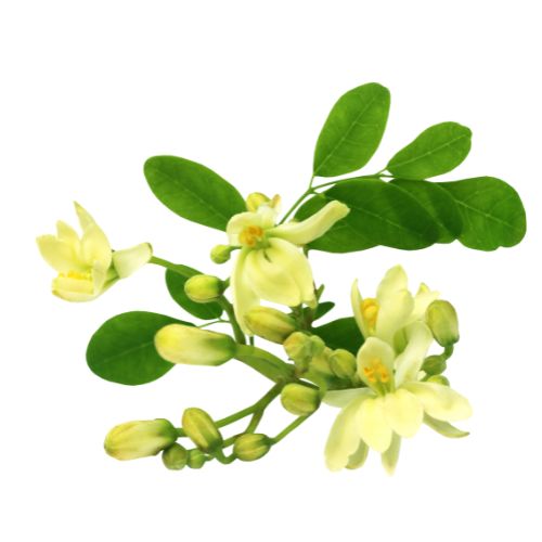 Aceite_de_Moringa_Ingrediente_Natural_Mipelazo